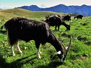 76 Ai Piani dell'Avaro capre orobiche al pascolo 